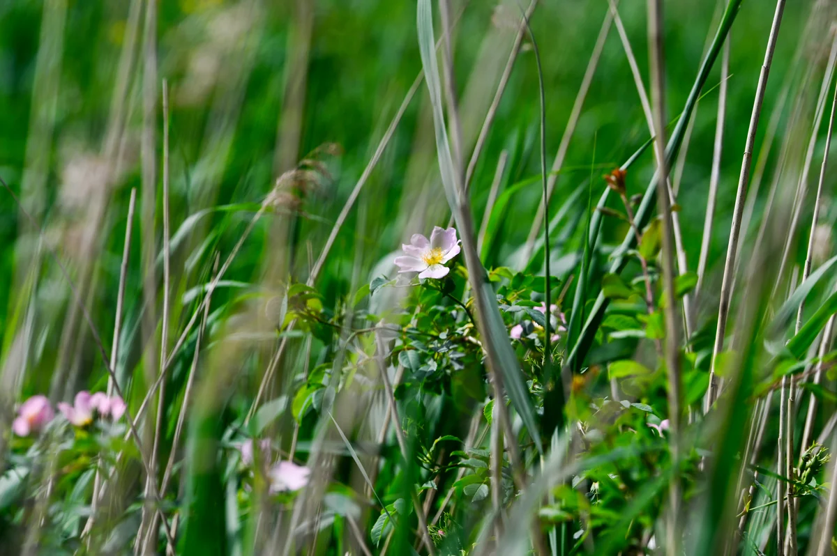 Zo maak je jouw tuin in Oosterland een paradijs voor mens én natuur